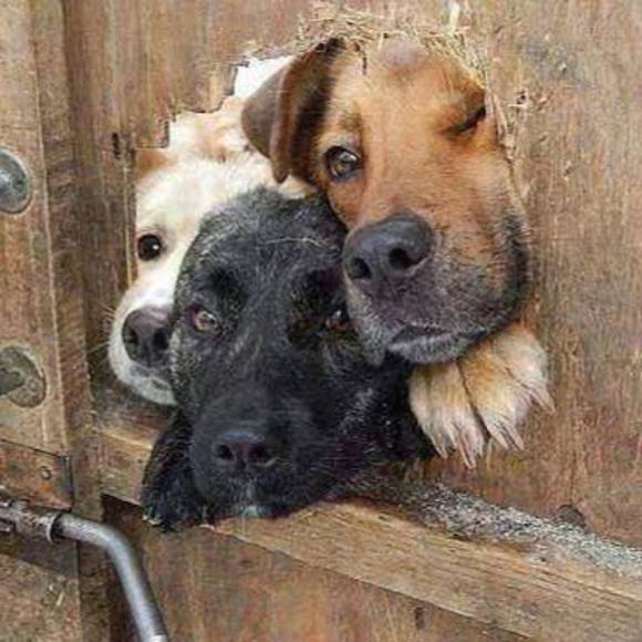 Meet your Posher, Birdie - Picture 1 of 1